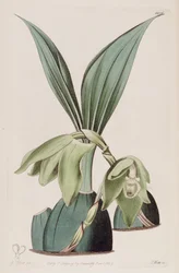 Kuva Ida ciliata (syn. Maxillaria ciliata)